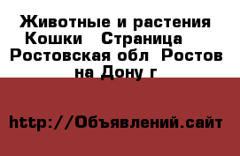 Животные и растения Кошки - Страница 2 . Ростовская обл.,Ростов-на-Дону г.